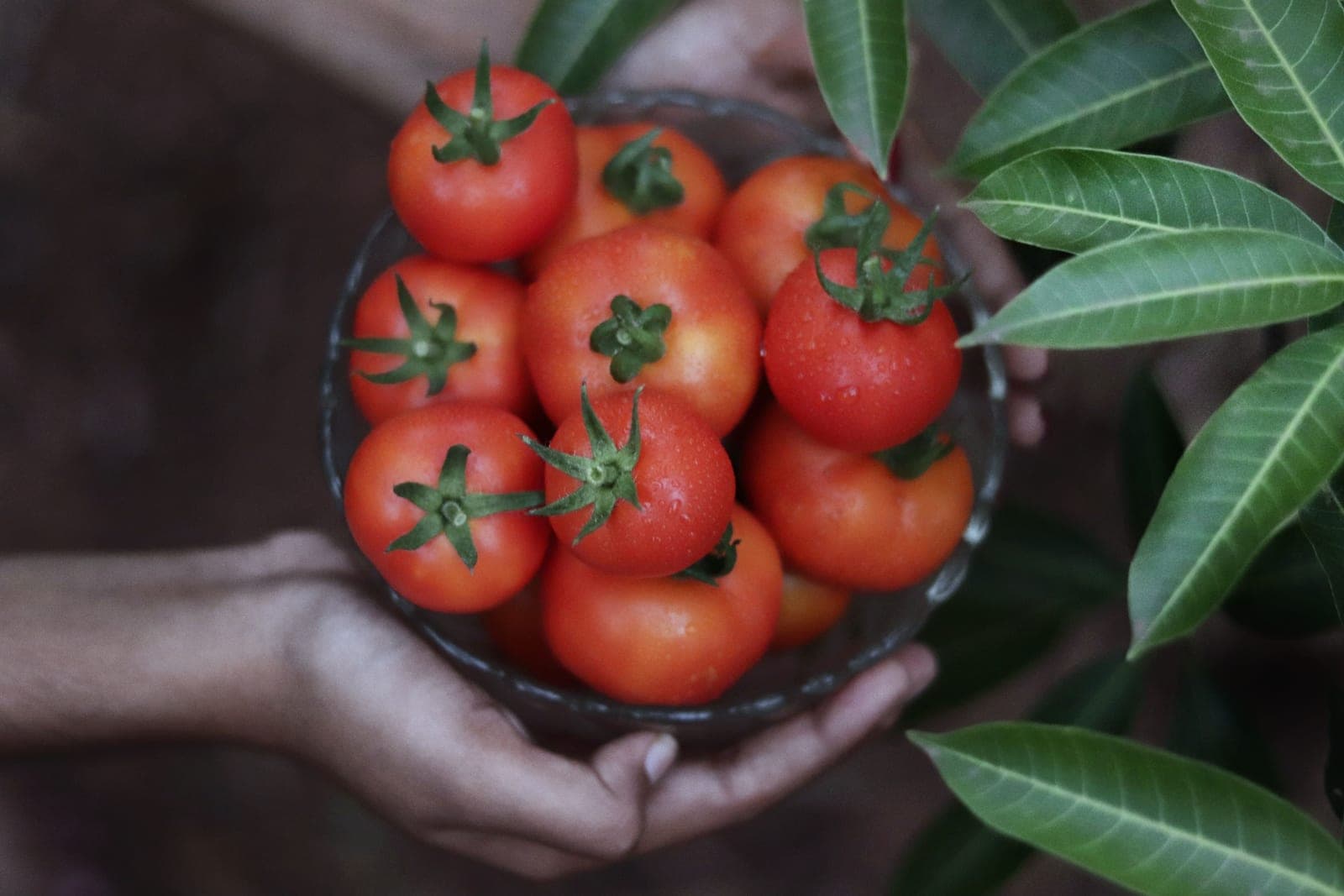 Cupped hands holding a bowl of ripe red tomatoes among green leaves