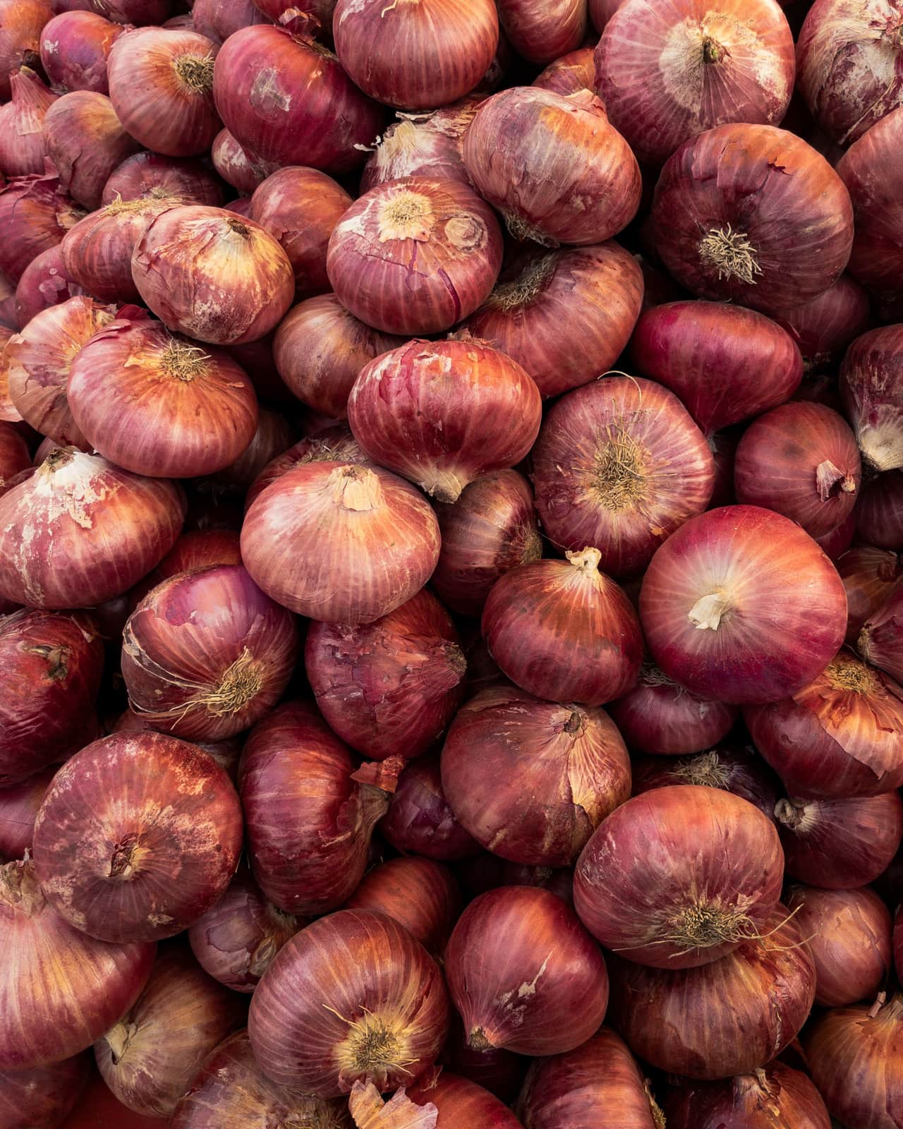 A heap of red onions, close up
