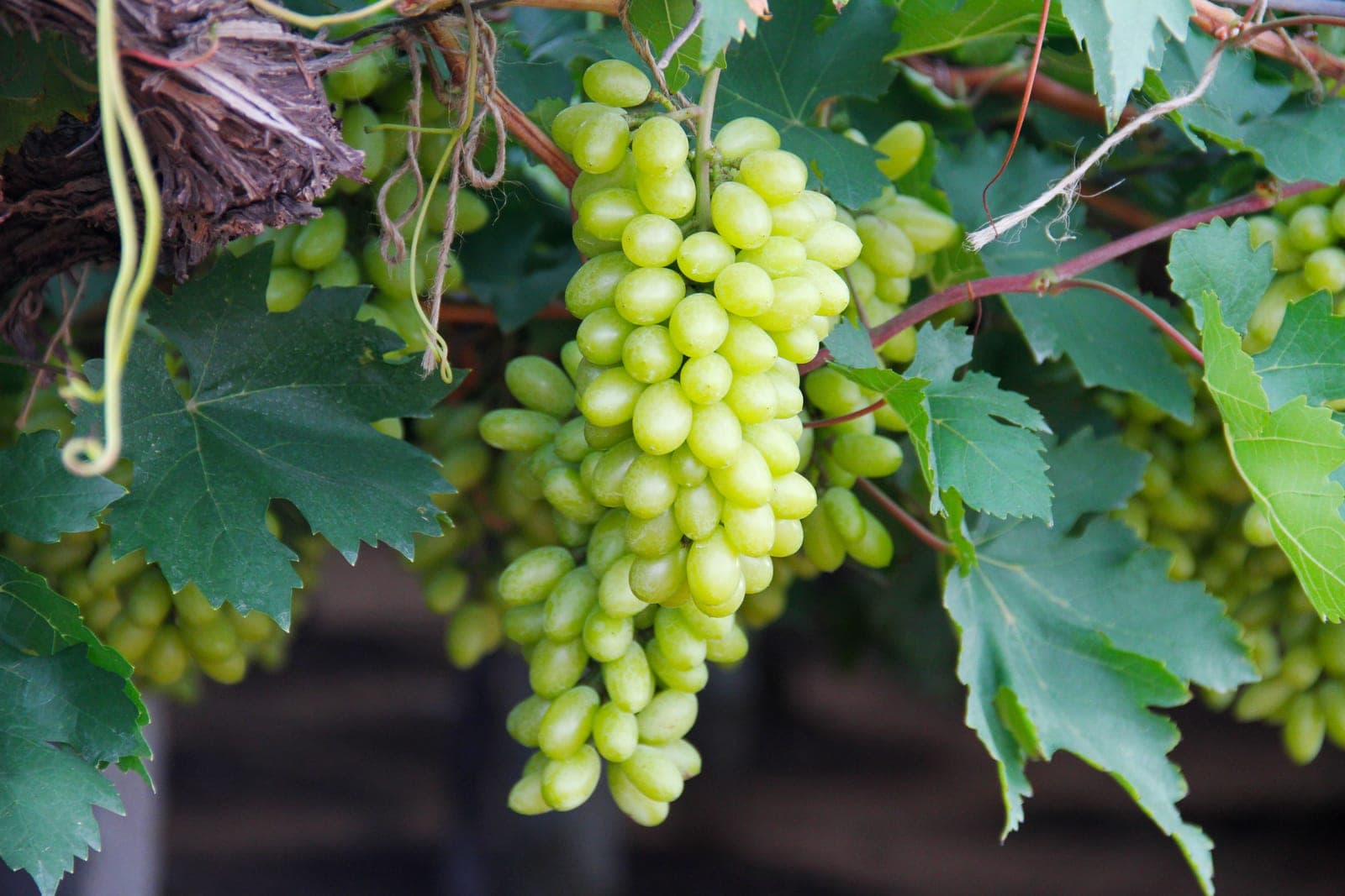 Bunches of green grapes hanging among vine leaves
