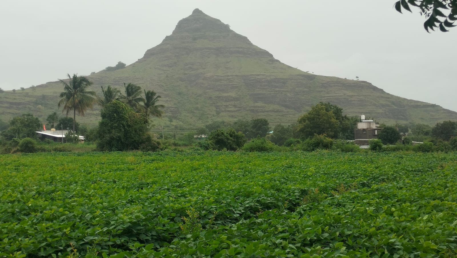 Green fields below a flat-topped hill in the Sahyadris, under a grey sky