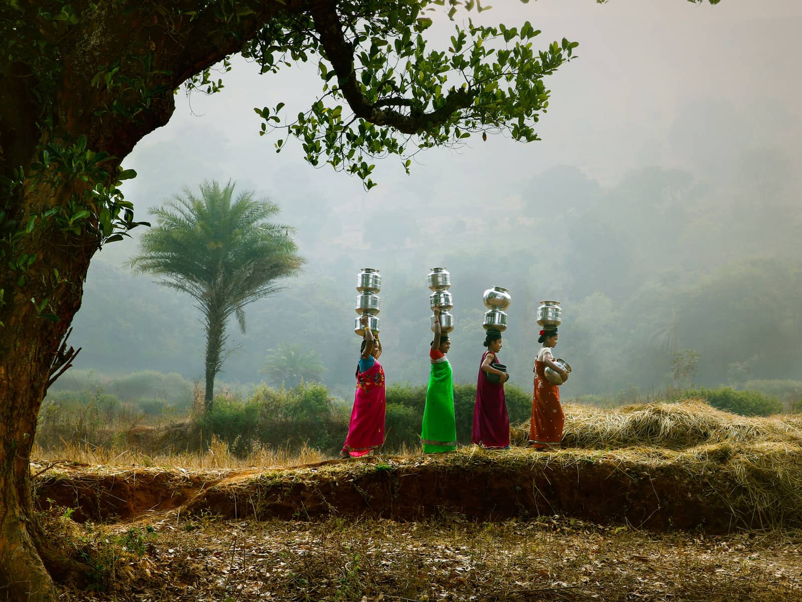 Women walking in single file with water pots balanced on their heads, under a large tree